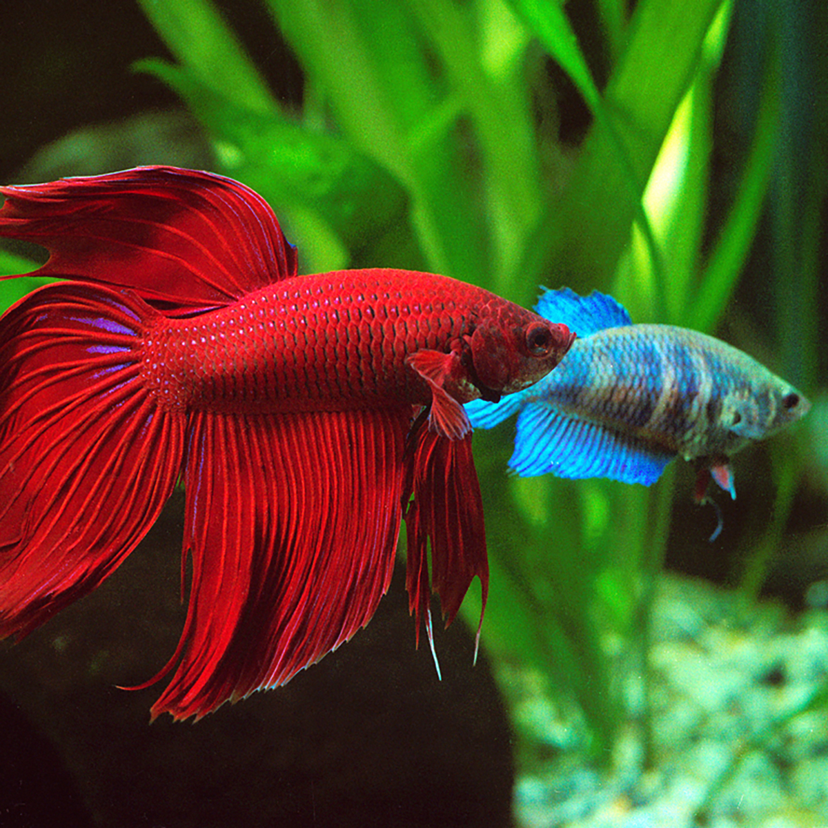 A brief overview of Betta splendens - Aquarium, Cockerel fish, Longpost