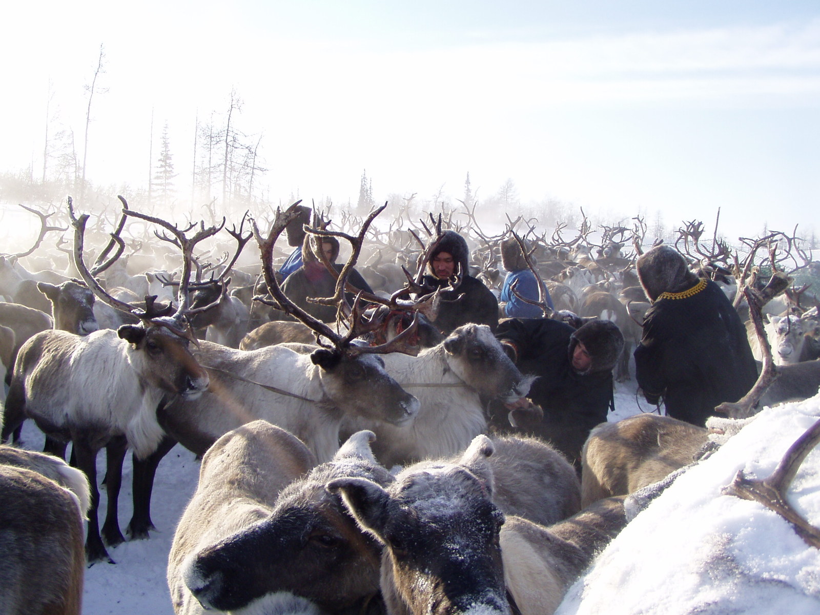 Wedding in the tundra - 4 - My, Wedding, Tundra, Yamal, Longpost