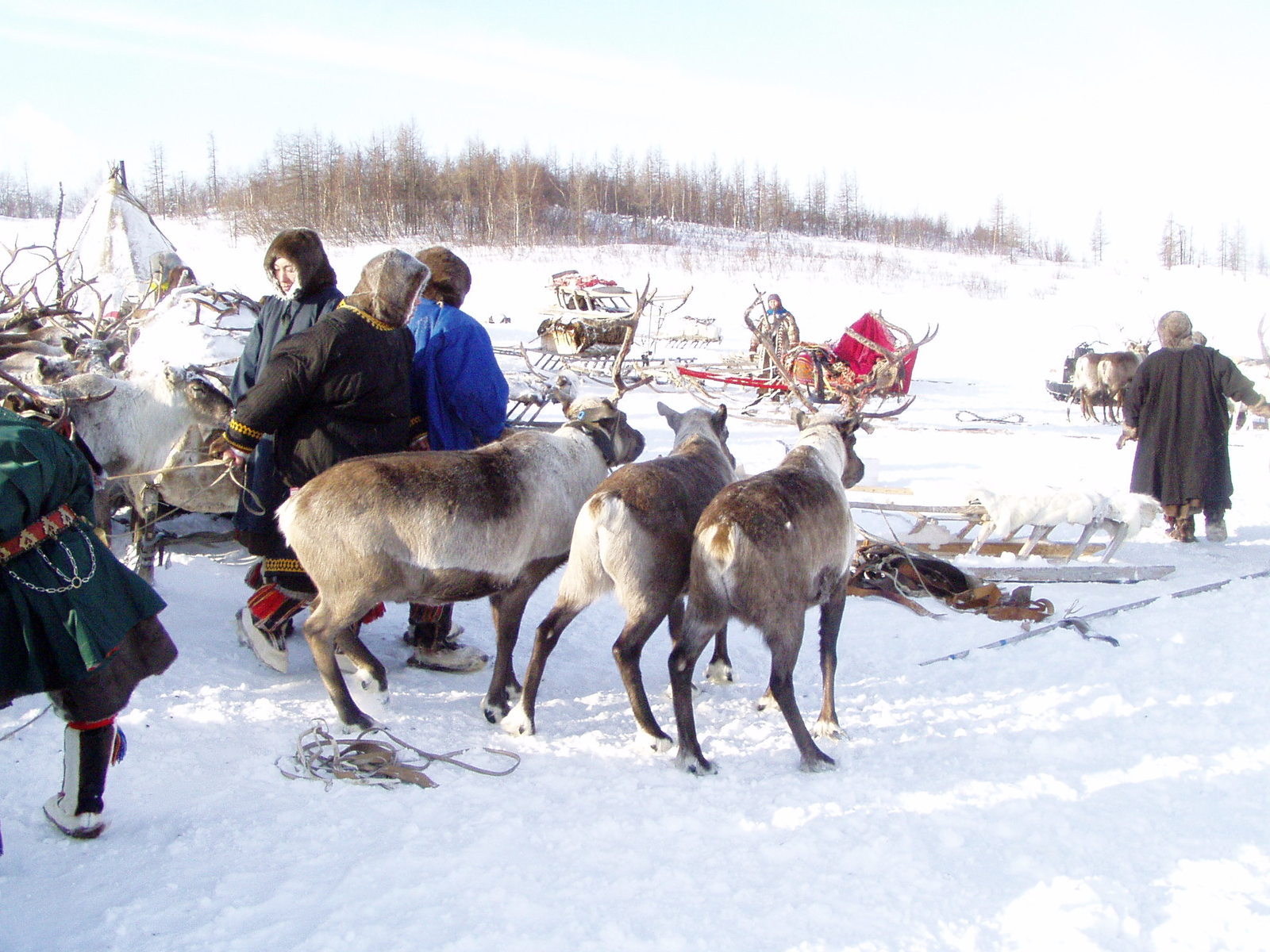 Wedding in the tundra - 4 - My, Wedding, Tundra, Yamal, Longpost