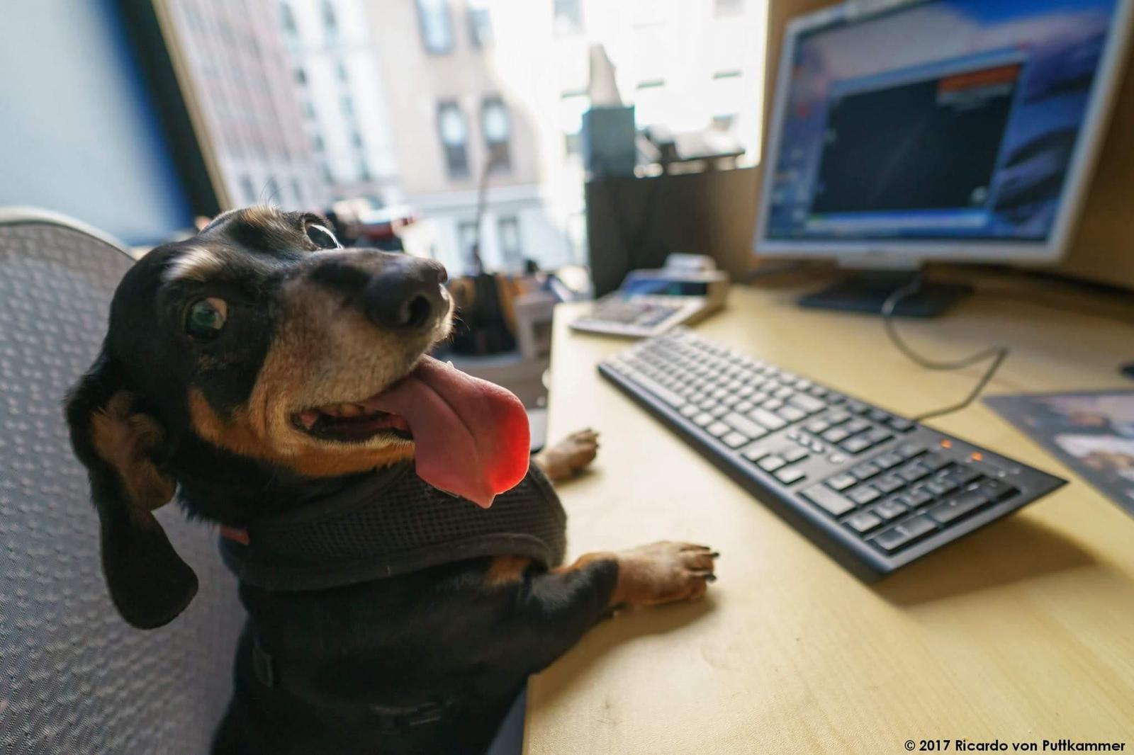 My dad took our dog to work today - Reddit, Dog