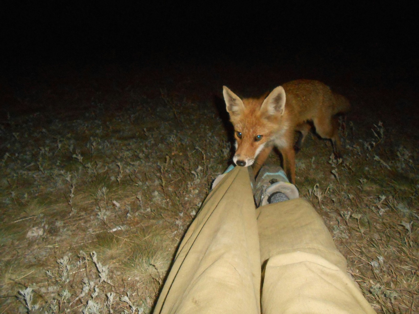 Red explorer - Fox, Milota, Medveditskaya ridge, Post #7056588, Longpost, Fox cubs