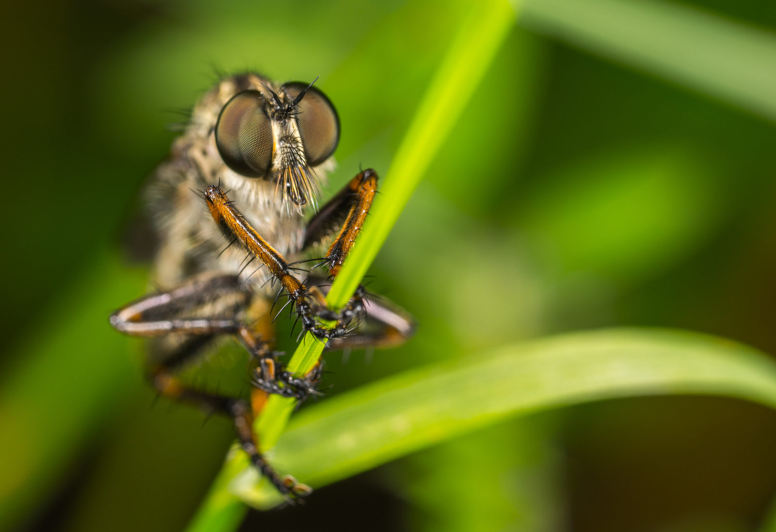 bearded ktyr - My, Ktyr, , Dipteran, Insects, Macro, Mp-e 65 mm, Macro photography