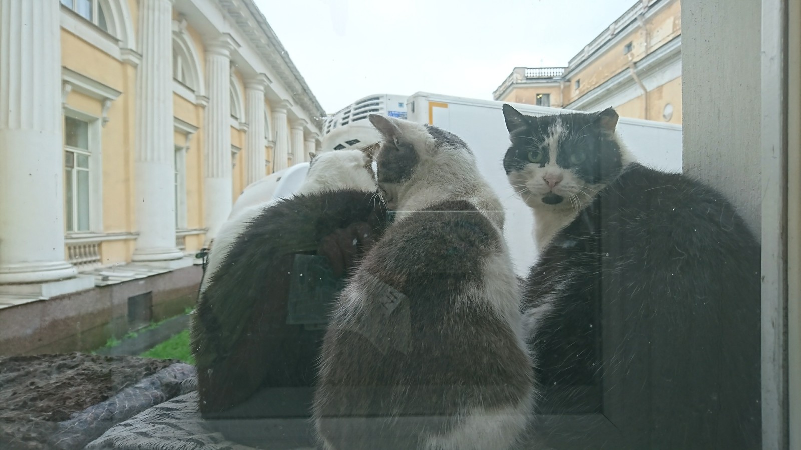 Catomafia of the Russian Museum - My, cat, Catomafia, Longpost