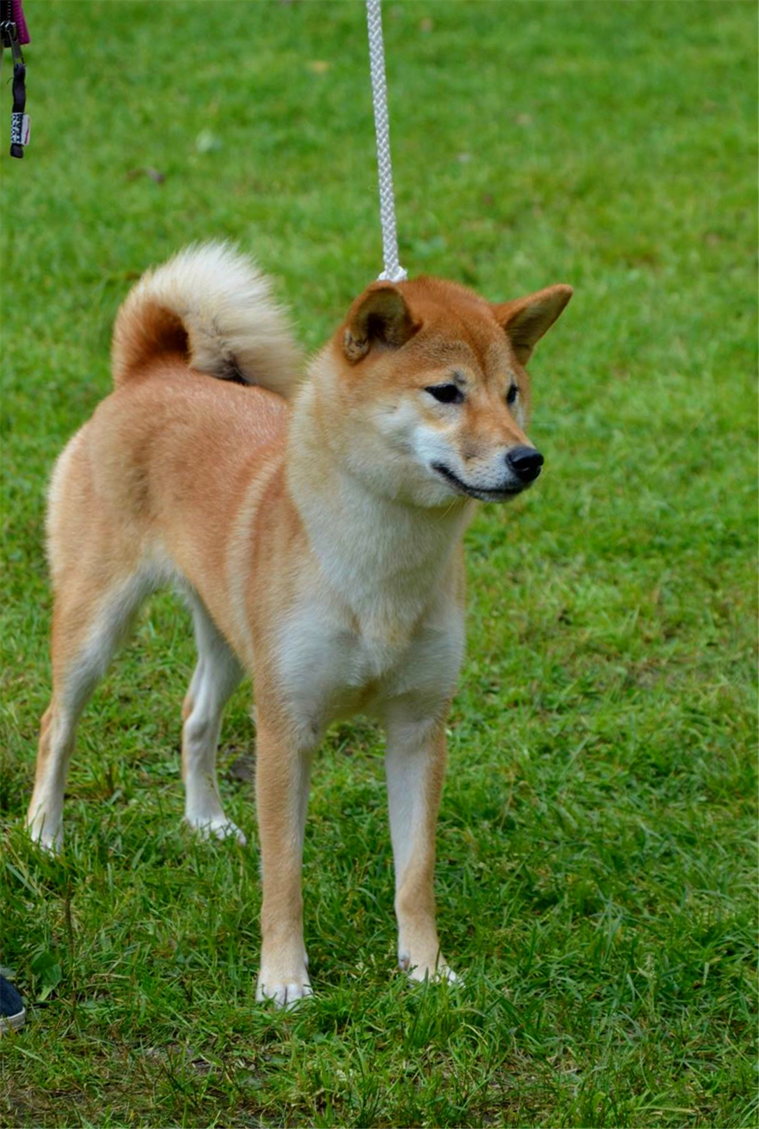 Fifth Nippo show in Russia. - My, Shiba Inu, Exhibition, Dog show, , Longpost