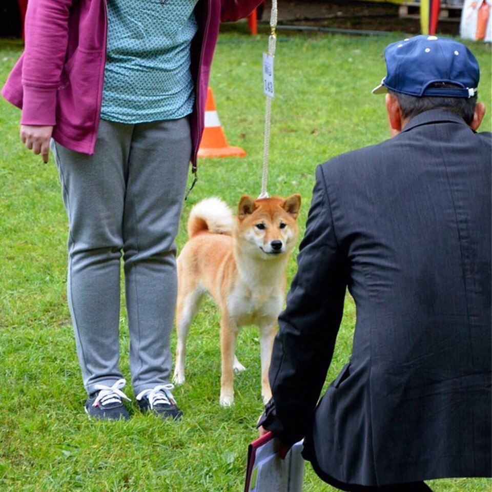 Fifth Nippo show in Russia. - My, Shiba Inu, Exhibition, Dog show, , Longpost