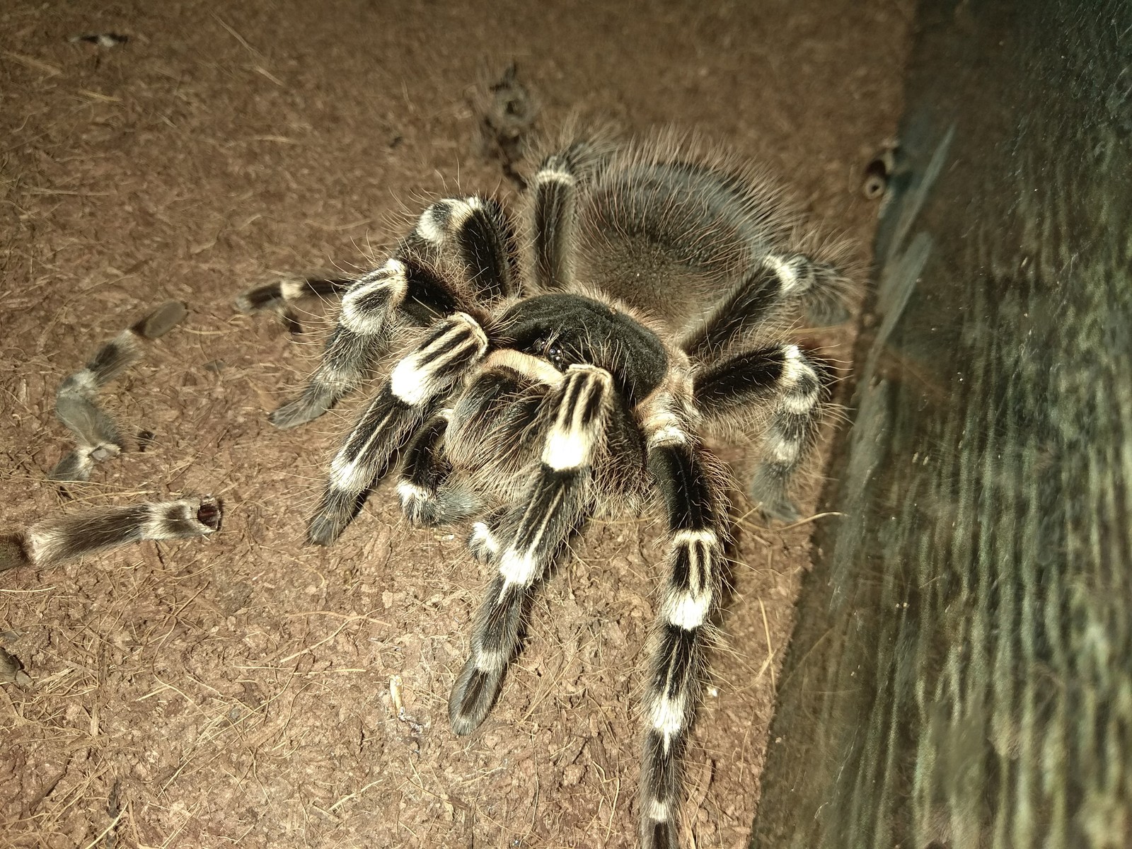 My pet - My, Bird spiders, Pet, Arachnida, Longpost, Pets