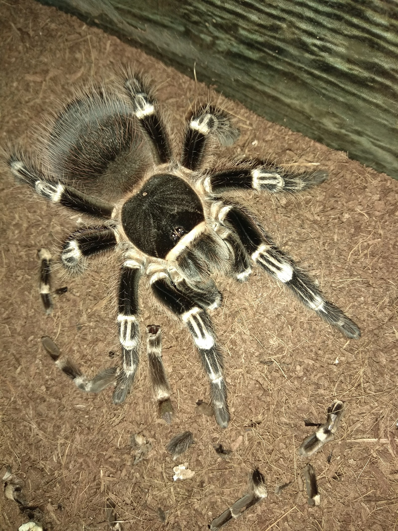 My pet - My, Bird spiders, Pet, Arachnida, Longpost, Pets