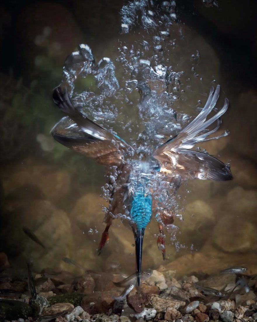 Fisherman - The photo, Birds, Kingfisher