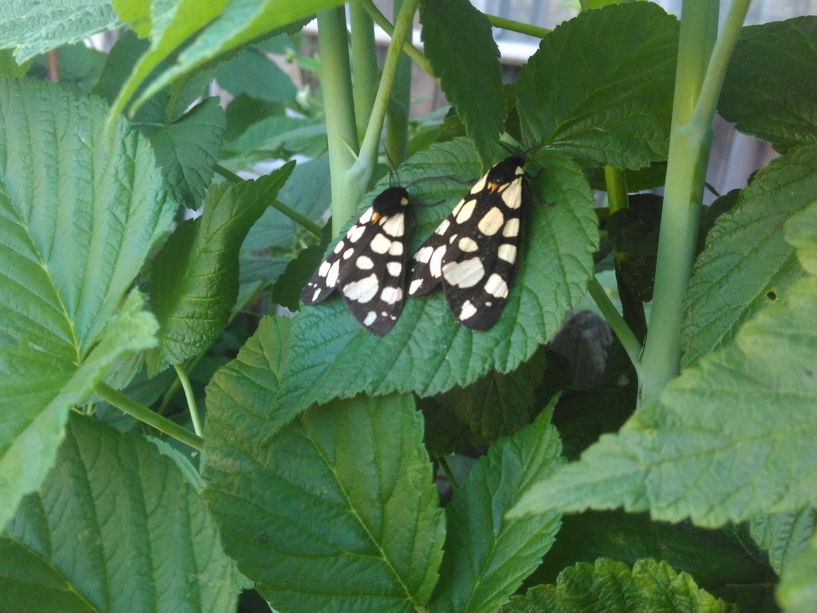 Love in the area - My, Butterfly, Nature, Love