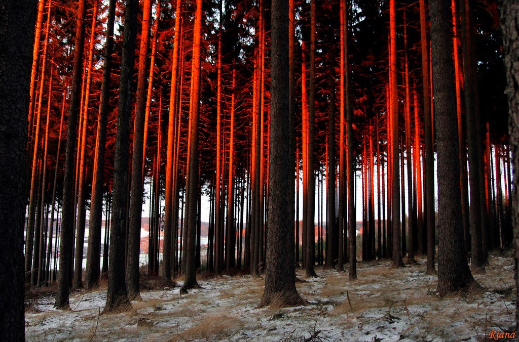 Burning sunset - Nature, Forest, Sunset