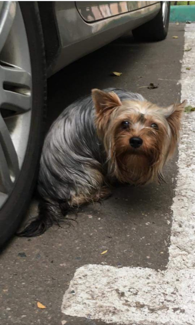 Moscow, Izmailovo. - Moscow, Dog, Help, Lost, Longpost