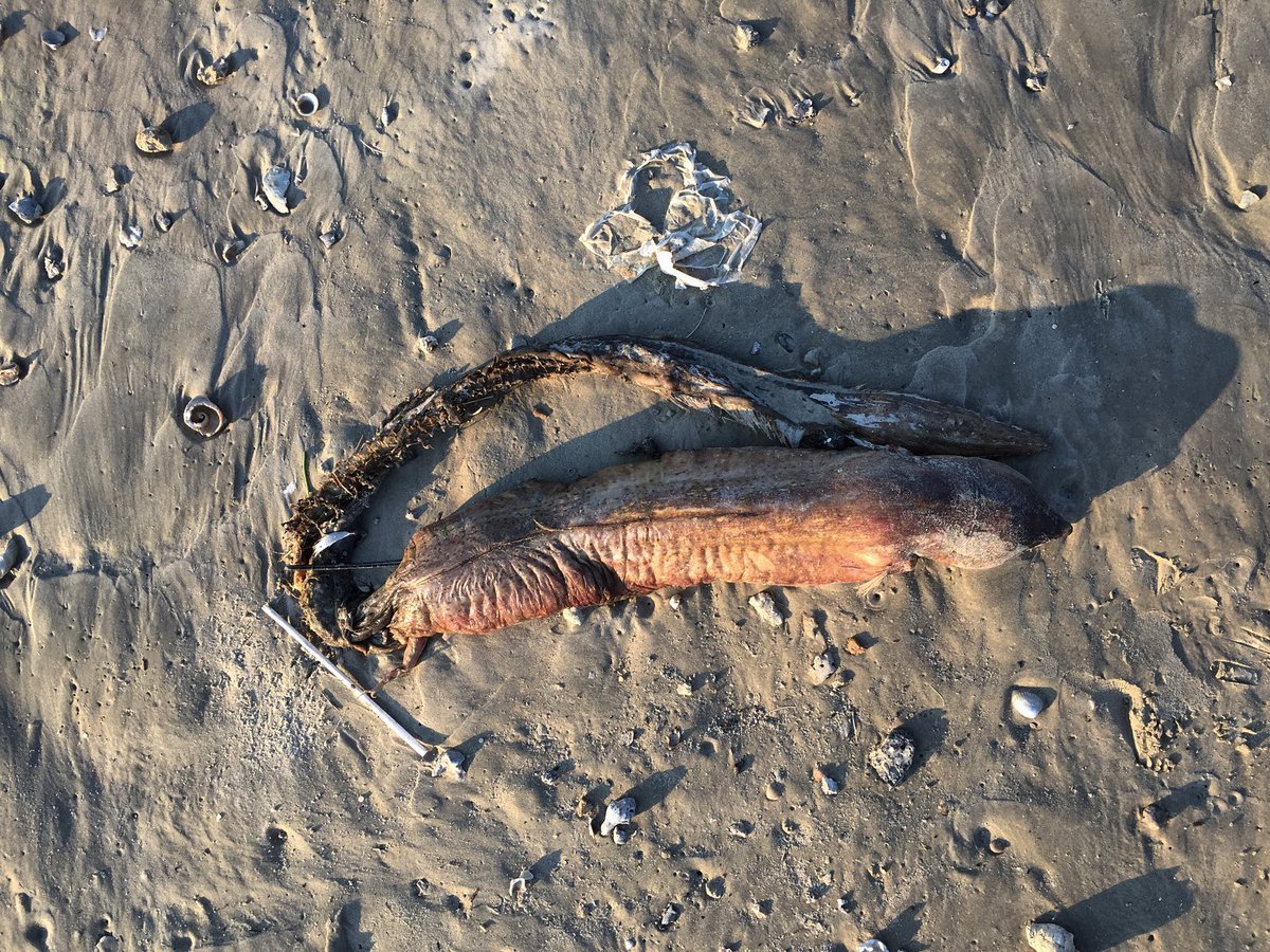 After Hurricane Harvey - Harvey, Hurricane, Sea, Beach, ribbon, Unknown crap, Hurricane Harvey