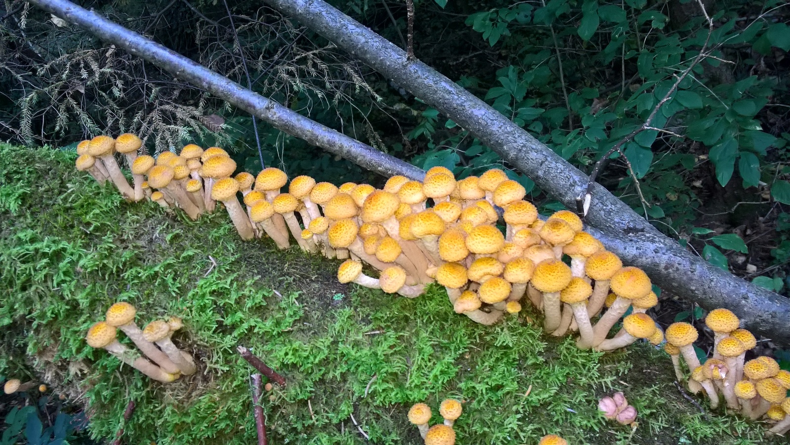 Went mushroom picking today - My, Tinao, Mushrooms, Honey mushrooms, Longpost