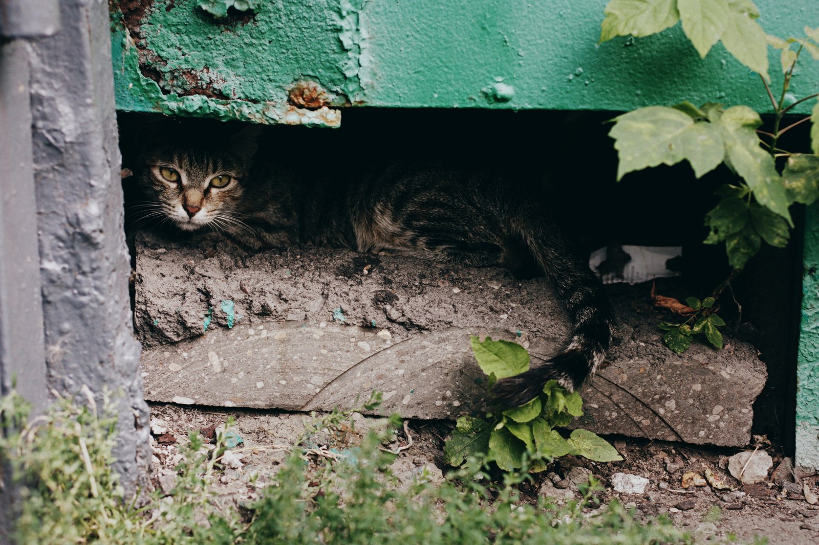 Уличные коты Оксаны Акерманн (часть 5) - Моё, Кот, Уличные кошки, Фотография, Улица, Оксана акерманн, Длиннопост, Котыакерманн, Россия