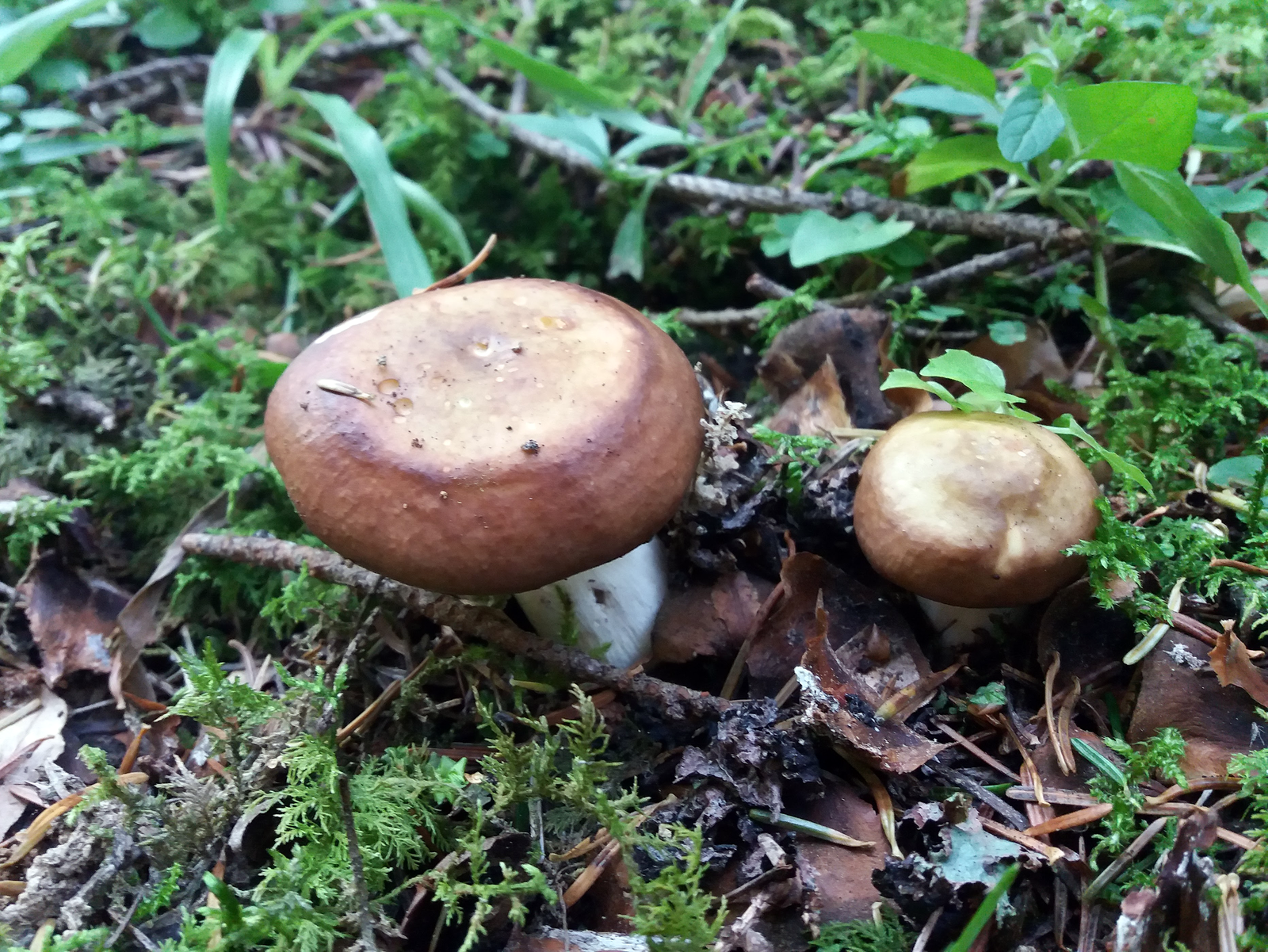 I don't know what kind of mushroom... - My, Mushrooms, Forest, 