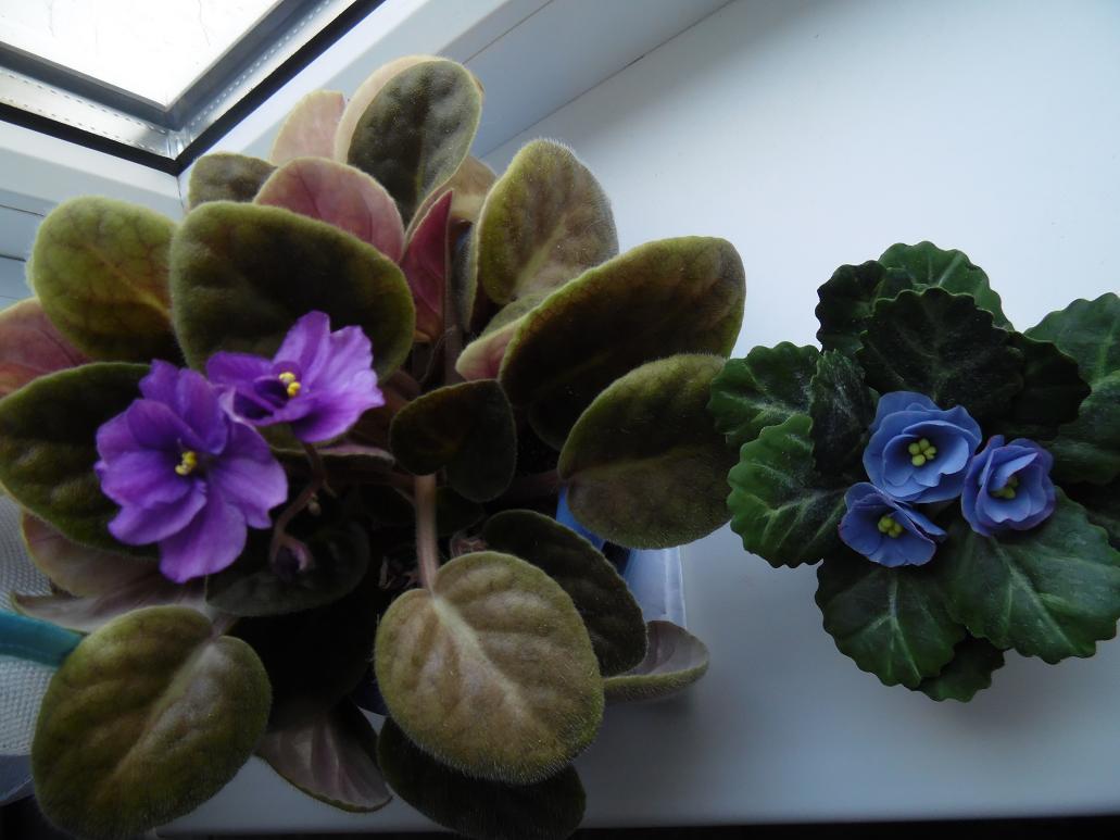 My violets, one is molded from Modena clay. - My, Cold porcelain, Plastic, Лепка, Flowers, Hobby