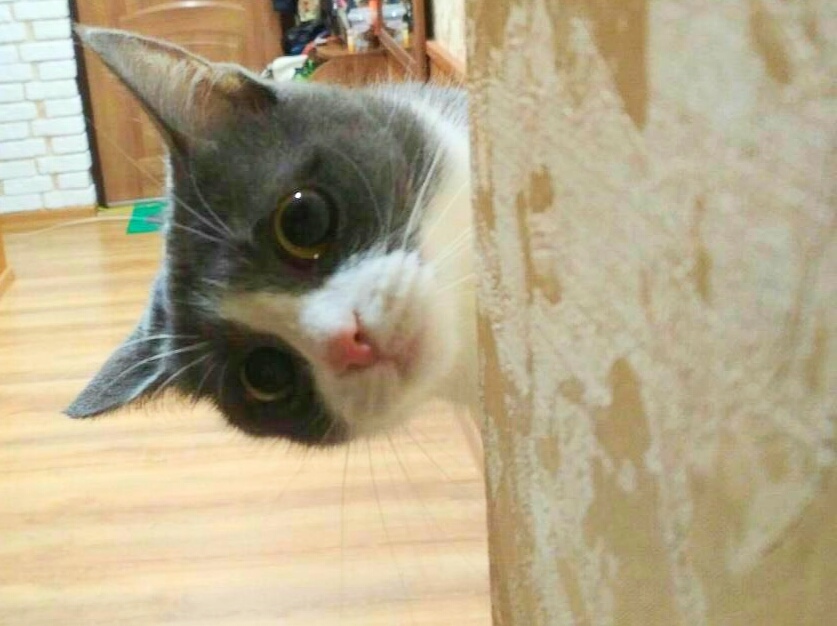 Psst, man, is the vacuum cleaner already gone?! - My, cat, A vacuum cleaner