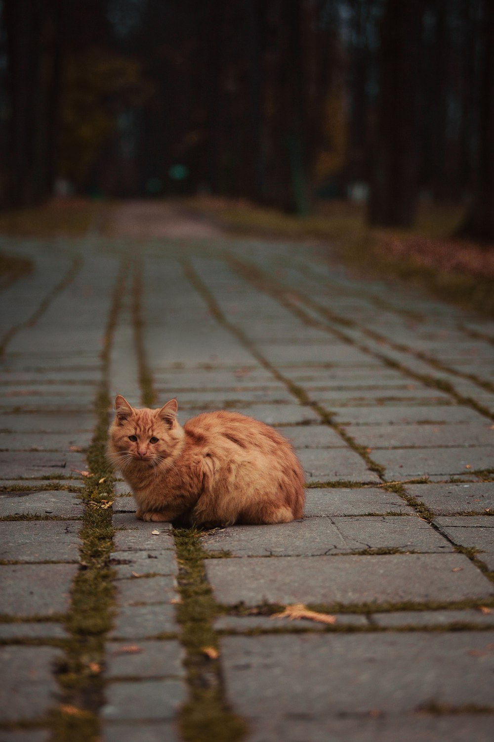 Seals in the estate of Marfino - My, cat, Marfino, Longpost