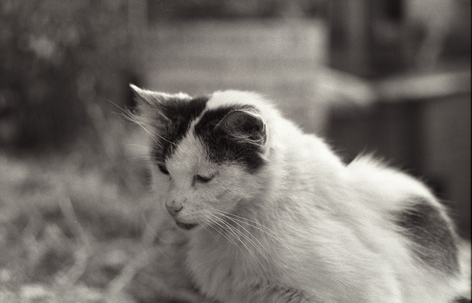 Black and white photographs of Yalta. - My, The photo, My, Zenith 122, camera roll, Black and White Film, Yalta, Crimea, Photographer, Longpost