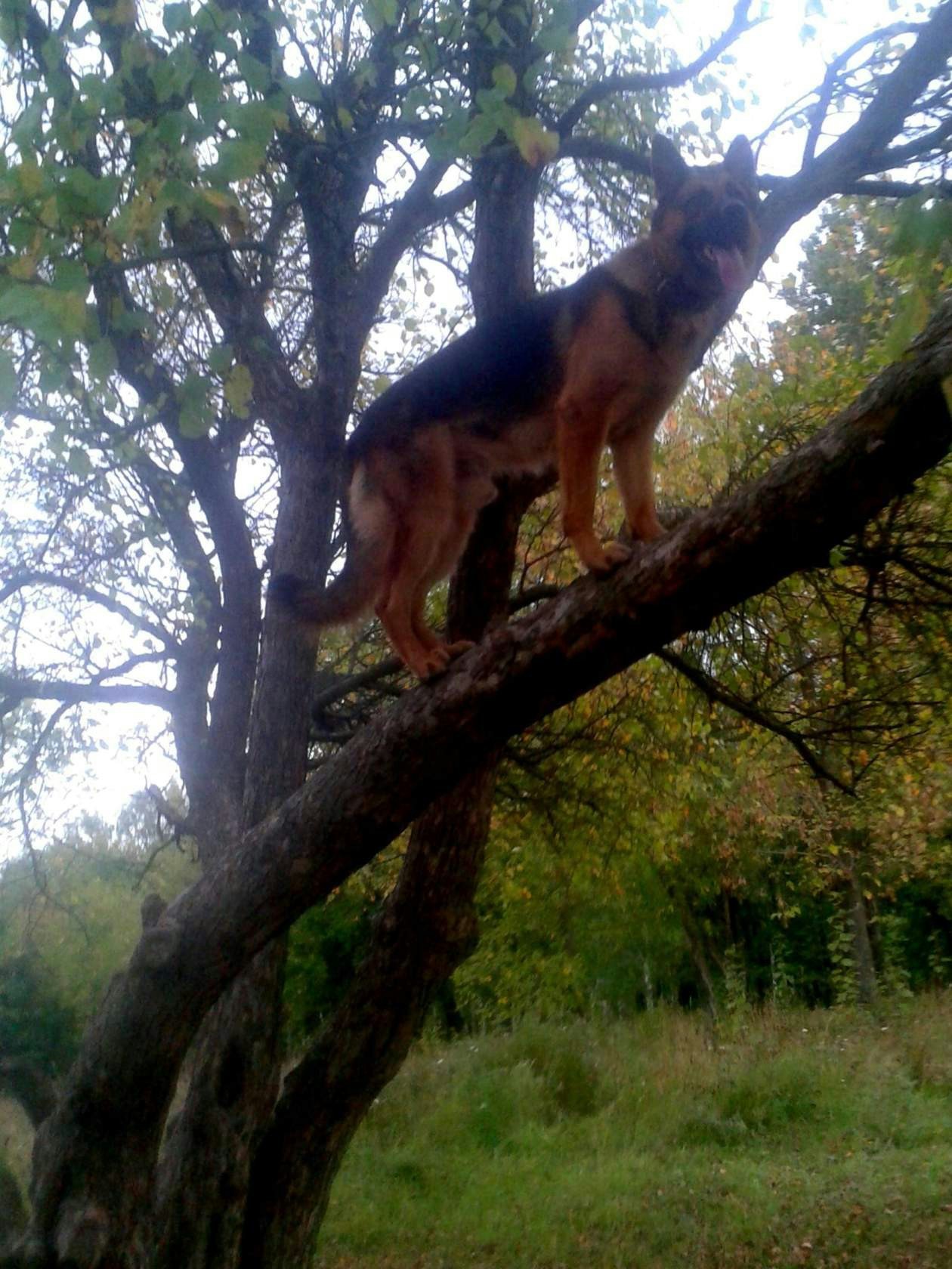 Siberian chipmunk - My, Dog, Tree, Longpost