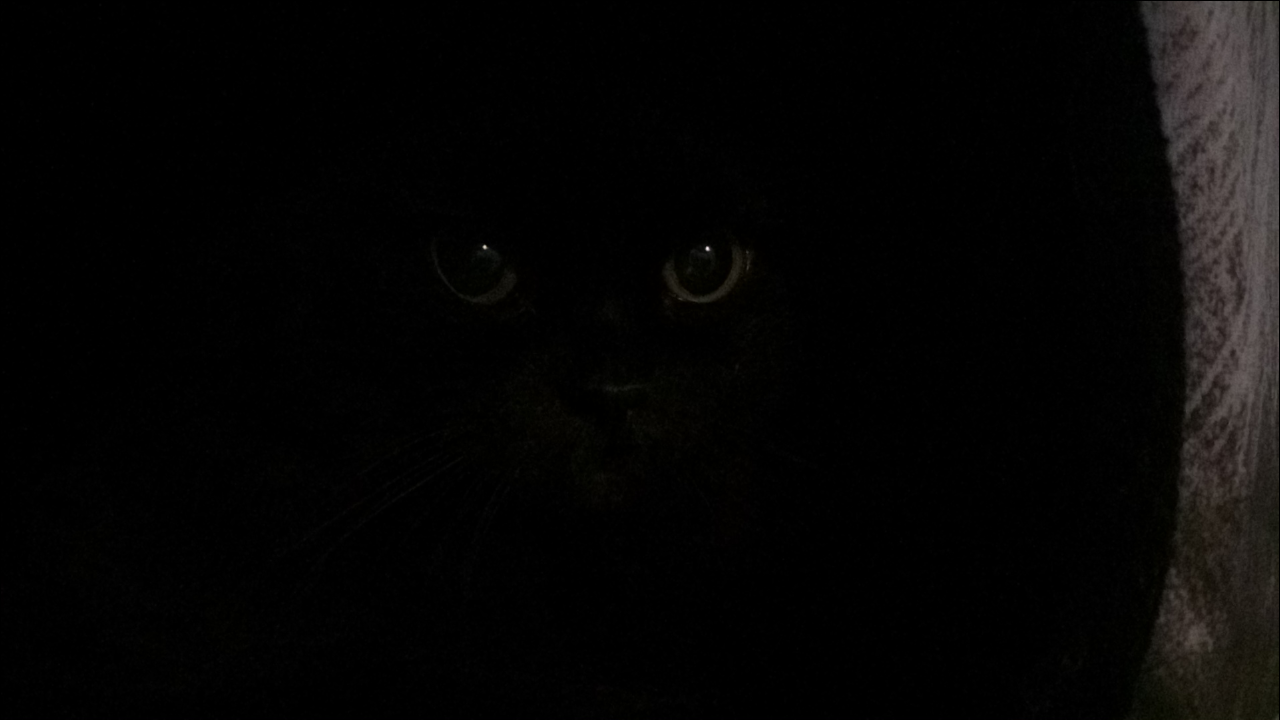 Bunny is watching you :) - My, cat, Black, Images, Eyes, Bow