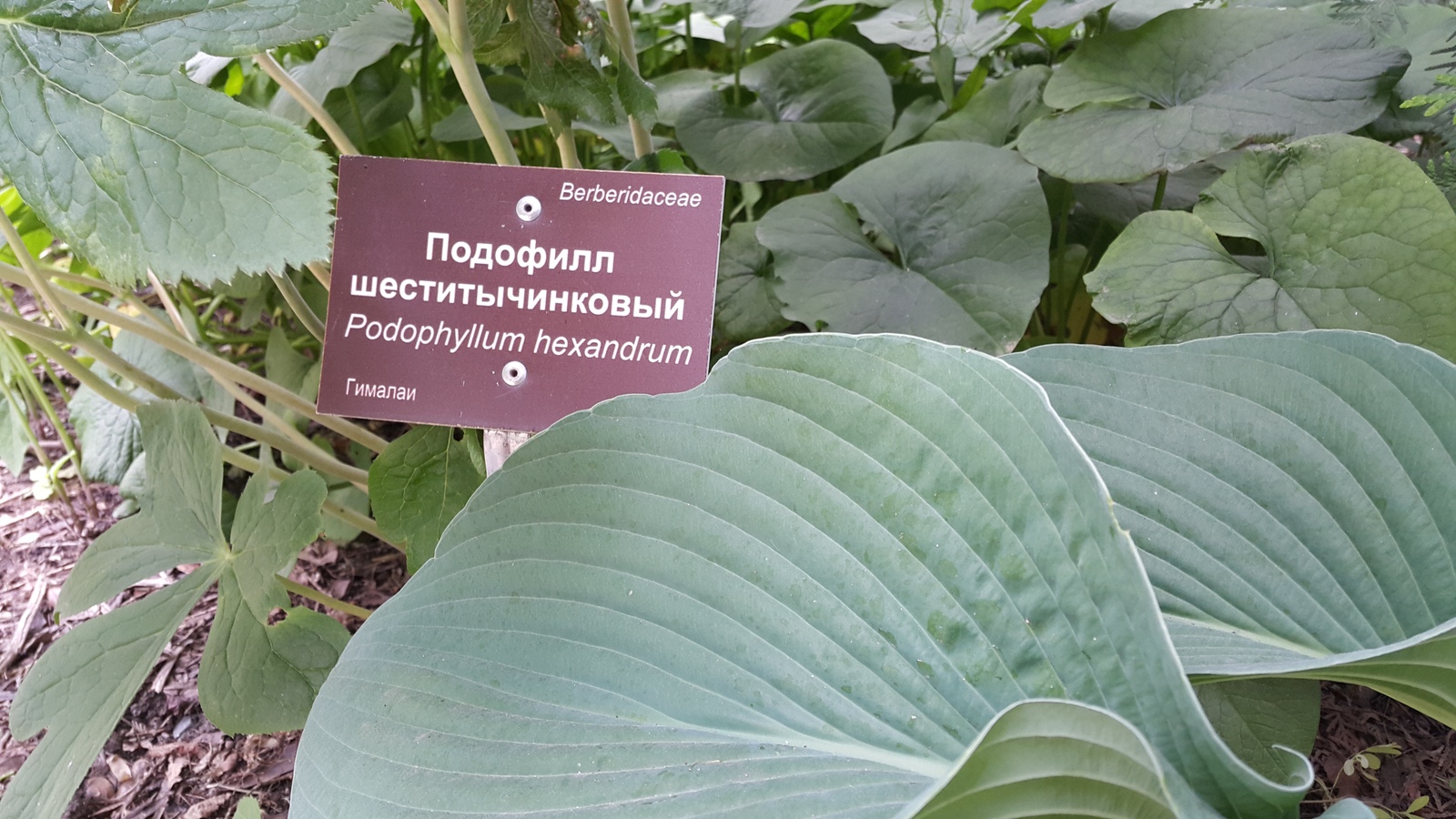 Растения Ботанического Сада Фото С Названиями
