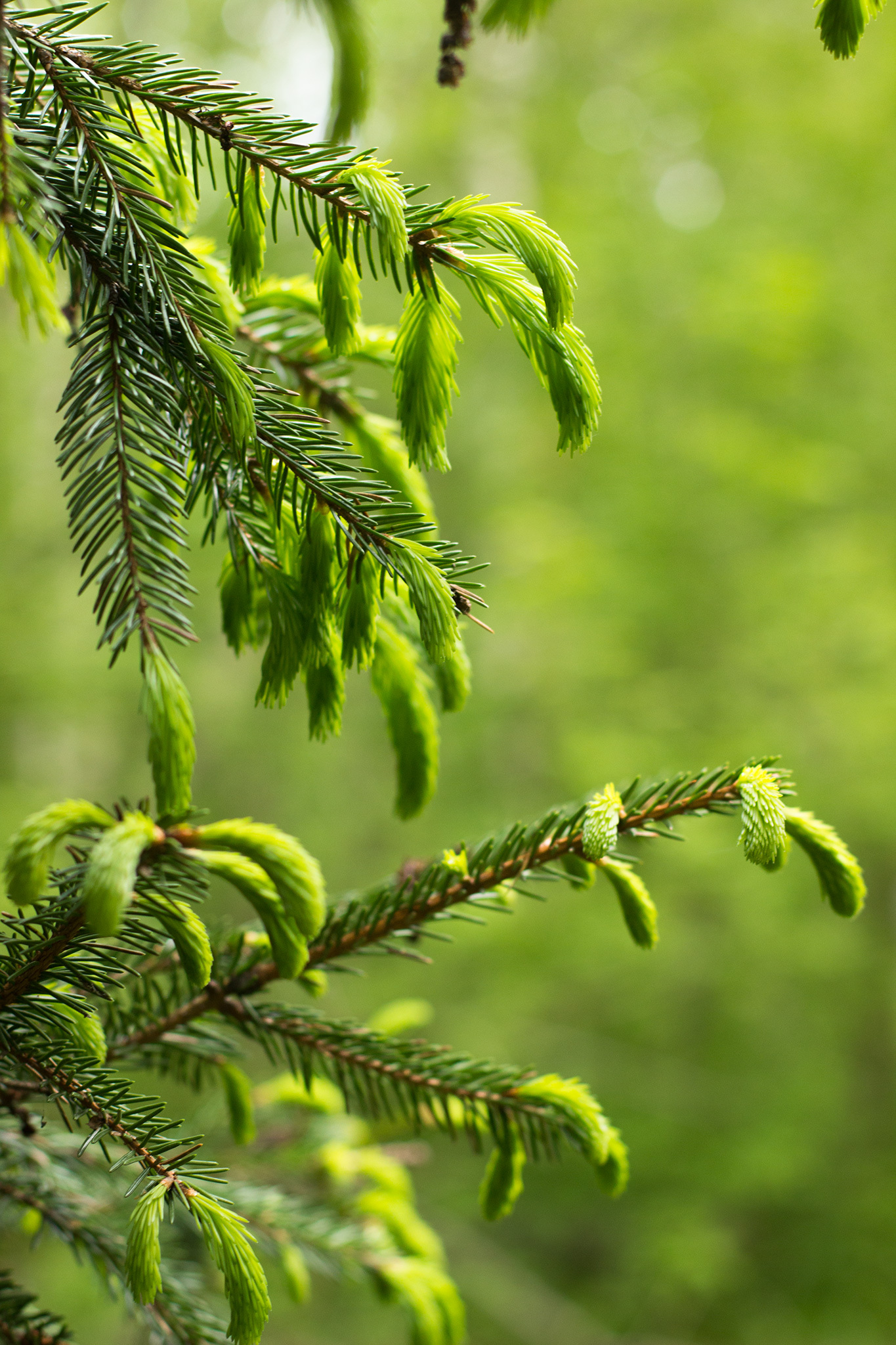 Summer walk - My, Summer, Evening, Forest, Boron, It's not just pine trees in the forest, Walk, The photo, Photographer, Longpost