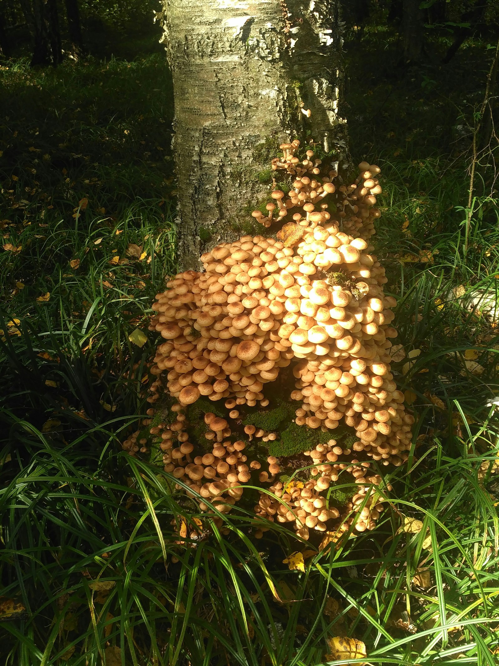 When lunch is good :) - My, Mushrooms, Honey mushrooms, Longpost