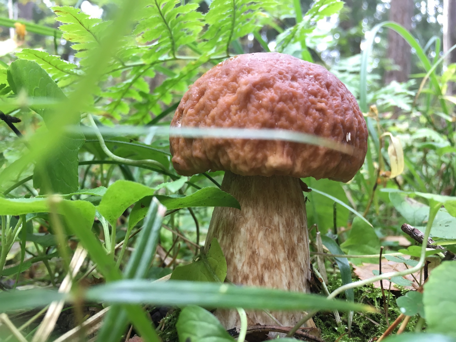 Silent hunt - My, White, Mushrooms, Longpost