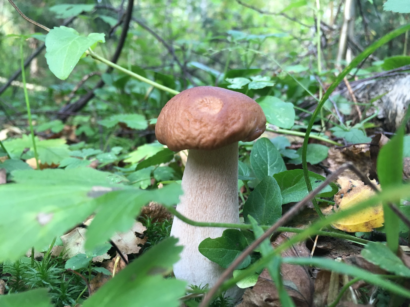 Silent hunt - My, White, Mushrooms, Longpost