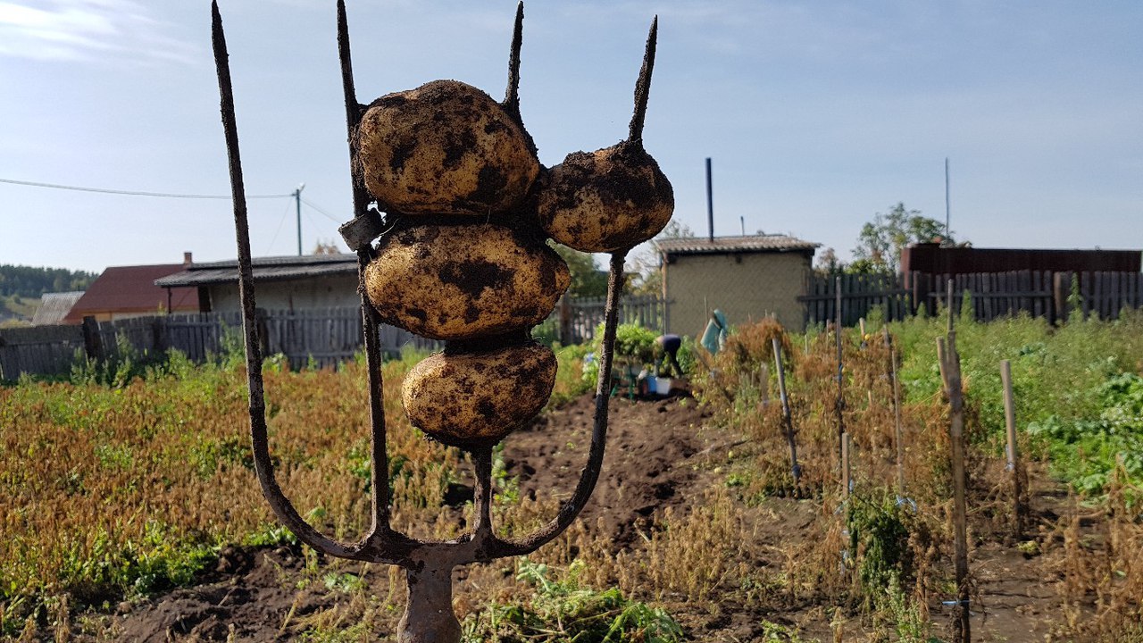 Bingo! - My, Potato, Harvest, Pitchfork