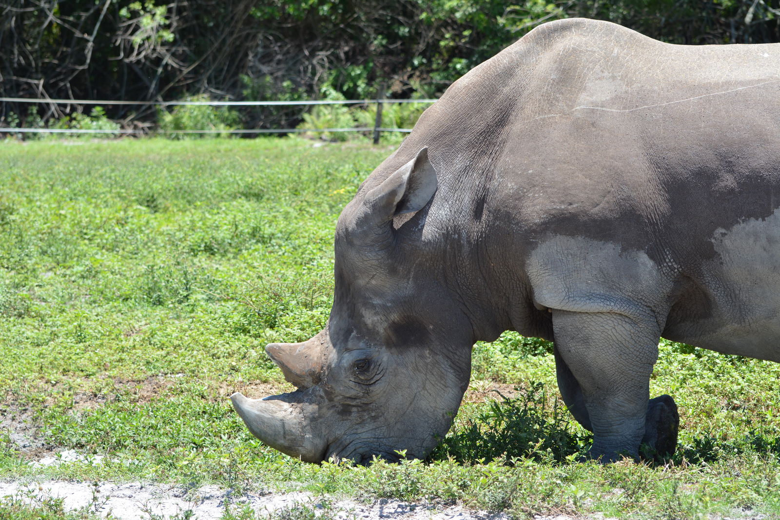 Safari Zoo - My, Nikon d7100, Nikon d5100, Longpost