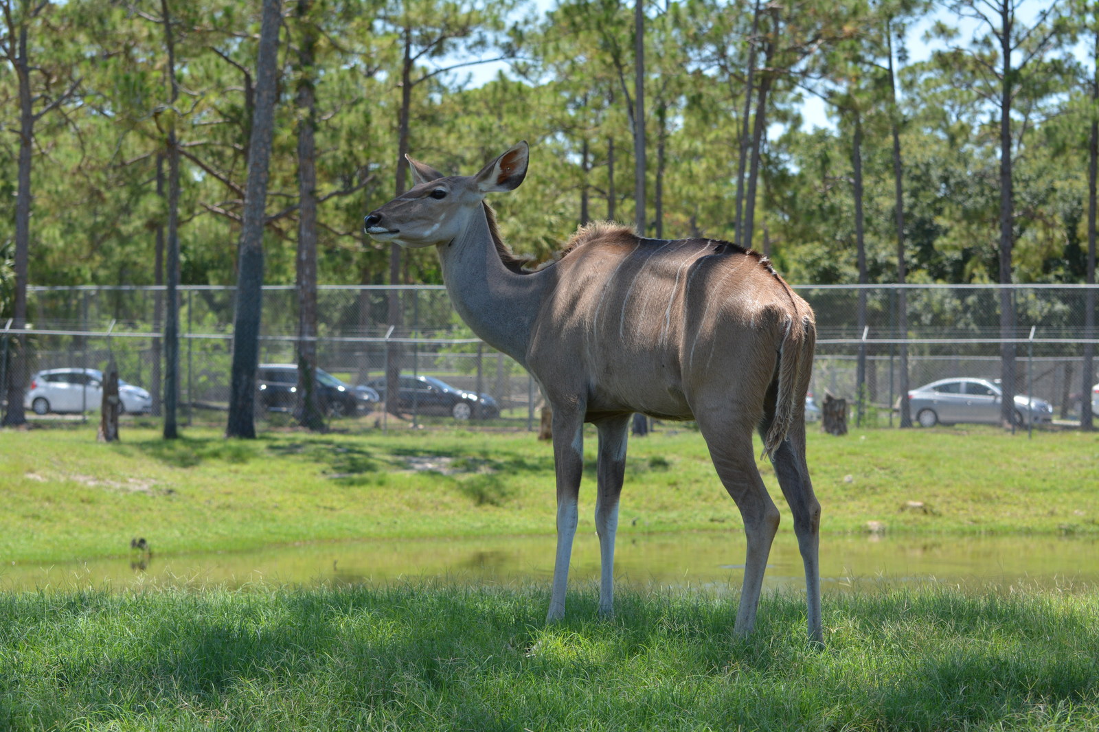 Safari Zoo - My, Nikon d7100, Nikon d5100, Longpost