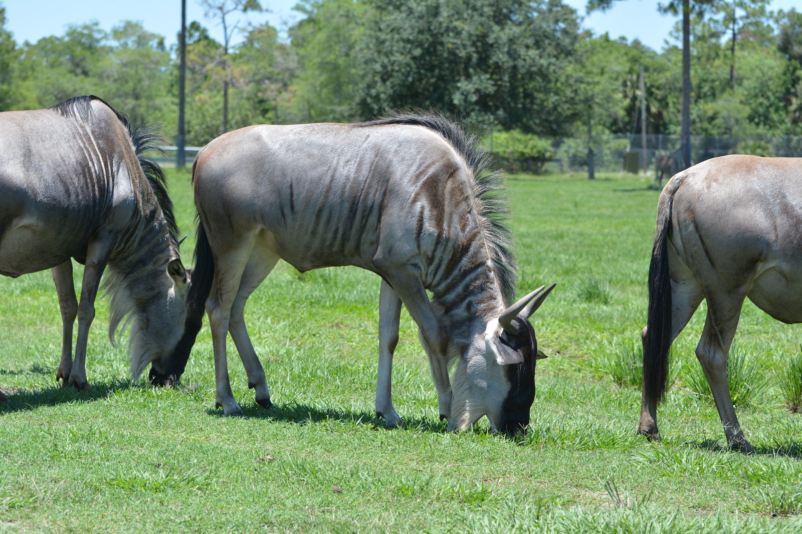 Safari Zoo - My, Nikon d7100, Nikon d5100, Longpost