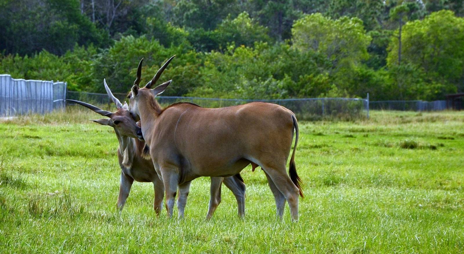 Safari Zoo - My, Nikon d7100, Nikon d5100, Longpost