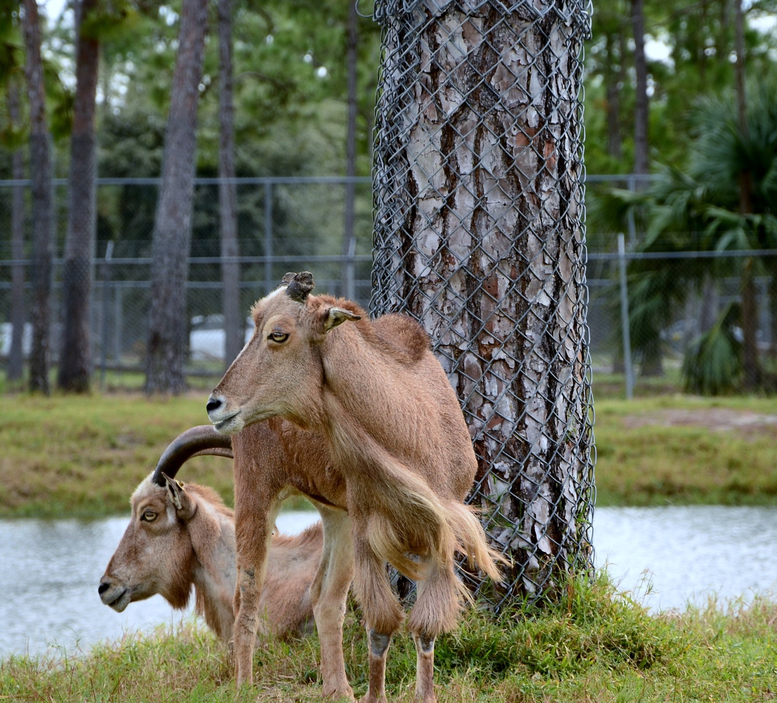 Safari Zoo - My, Nikon d7100, Nikon d5100, Longpost