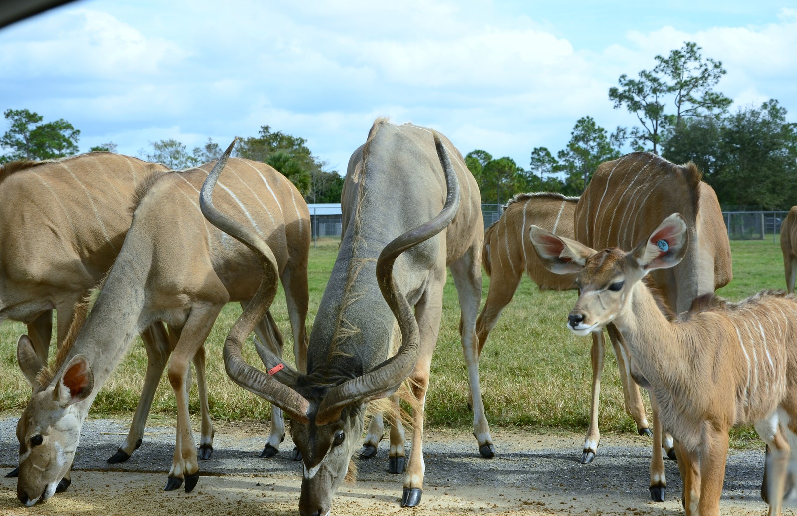 Safari Zoo - My, Nikon d7100, Nikon d5100, Longpost