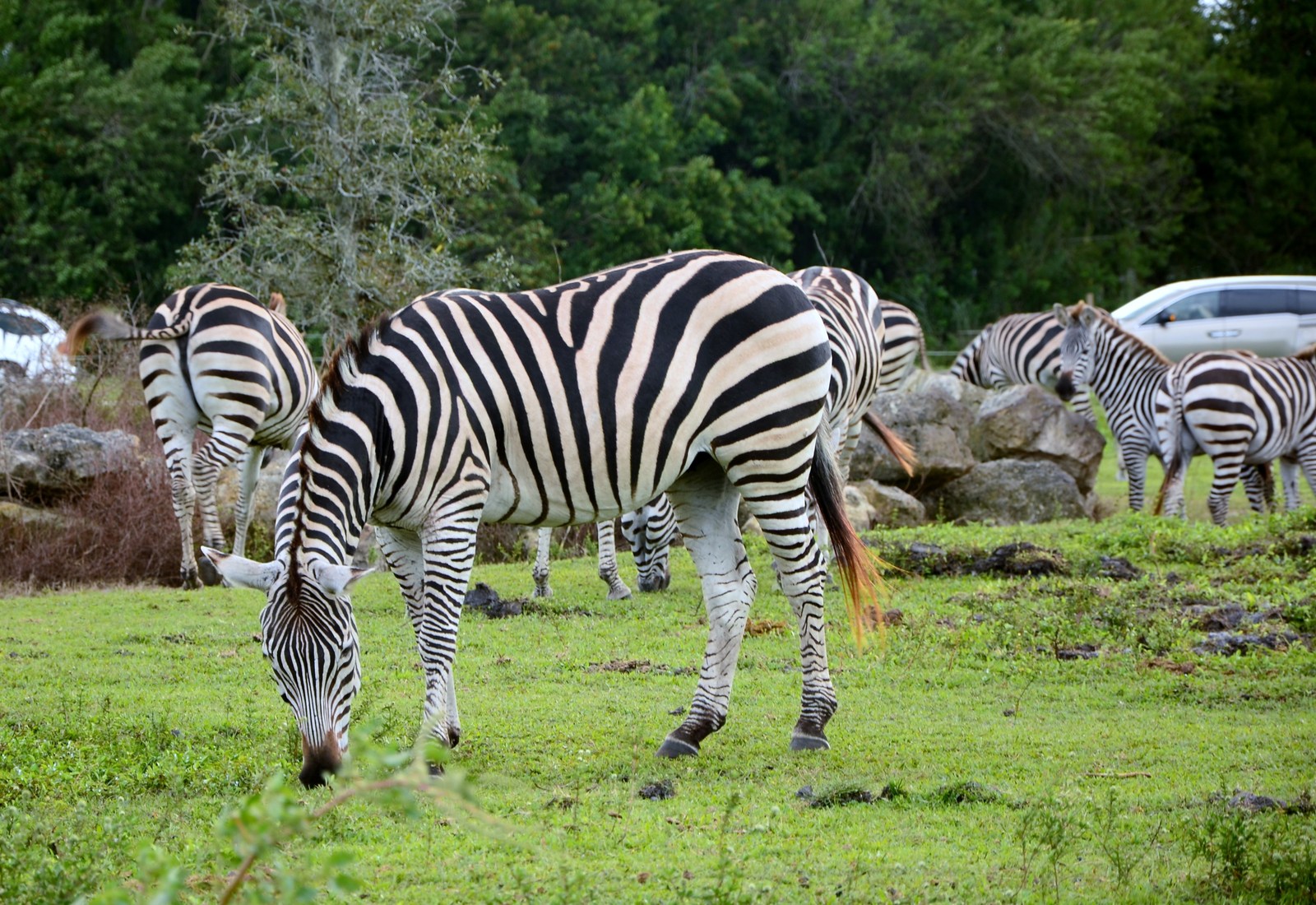 Safari Zoo - My, Nikon d7100, Nikon d5100, Longpost