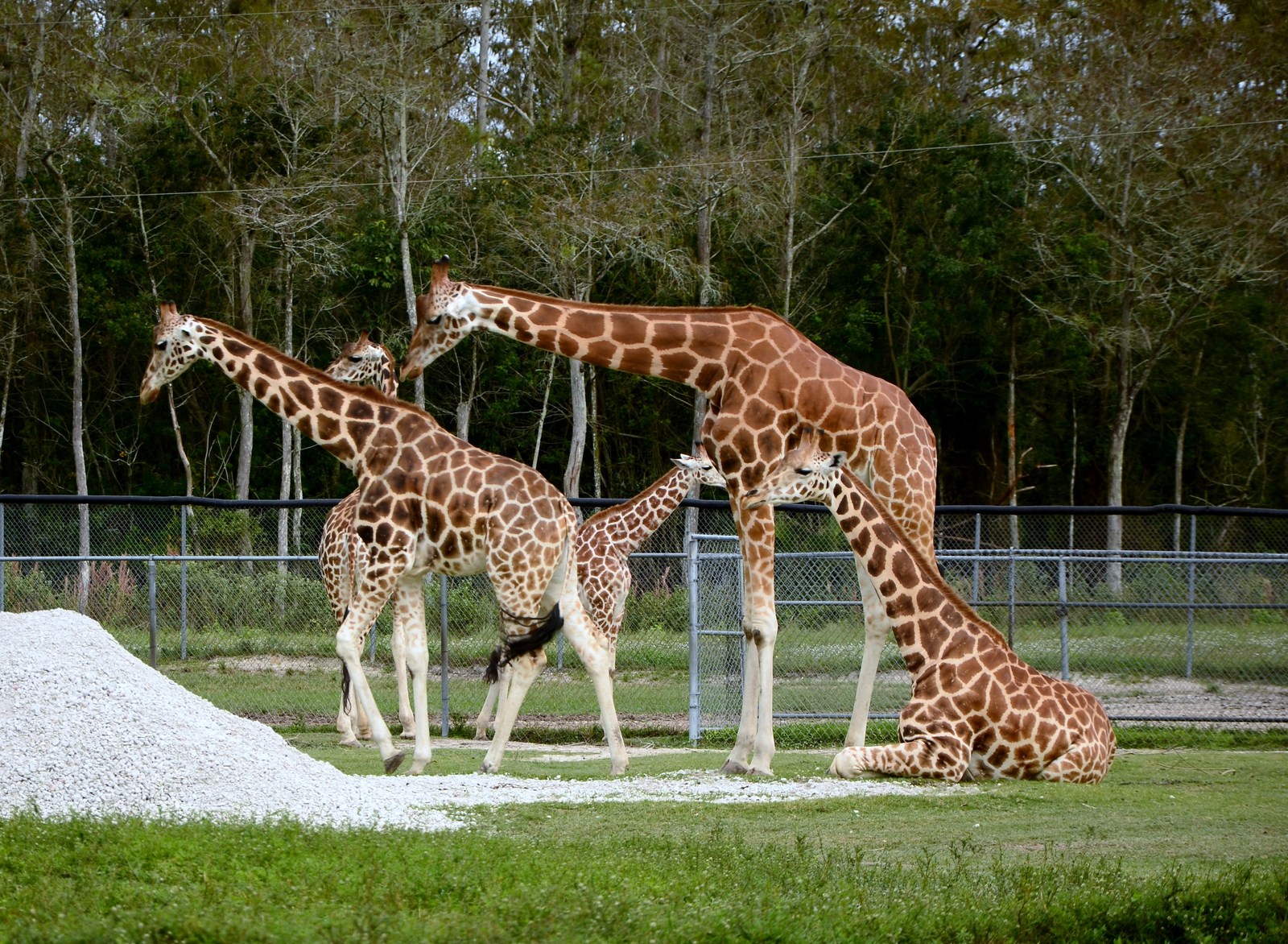 Safari Zoo - My, Nikon d7100, Nikon d5100, Longpost