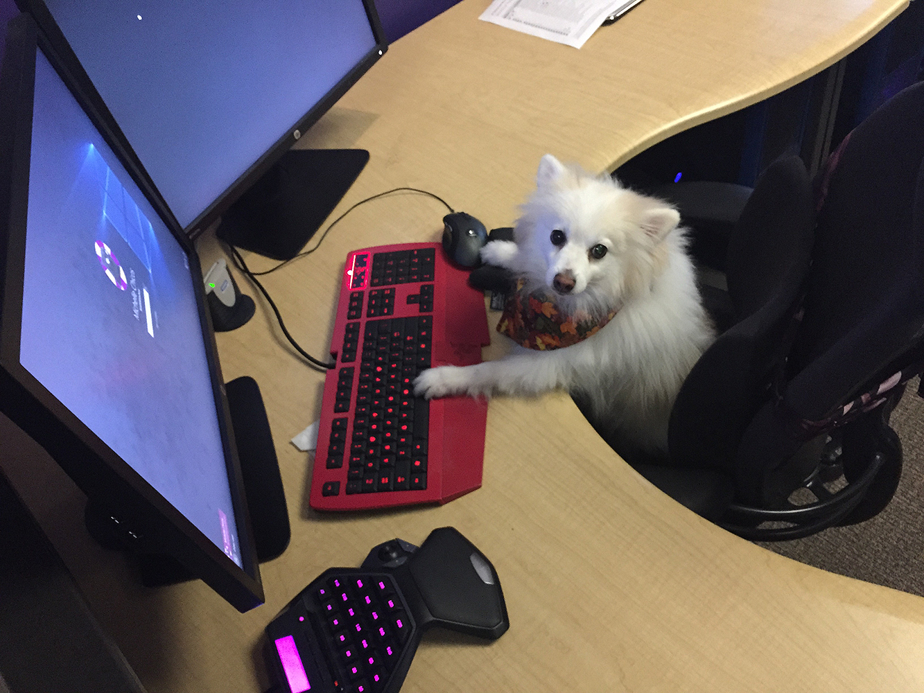 We can't imagine Blizzard without pets. Who lives in the company's offices - My, Blizzard, Pet, Animals, Pets, Longpost, cat, Dog