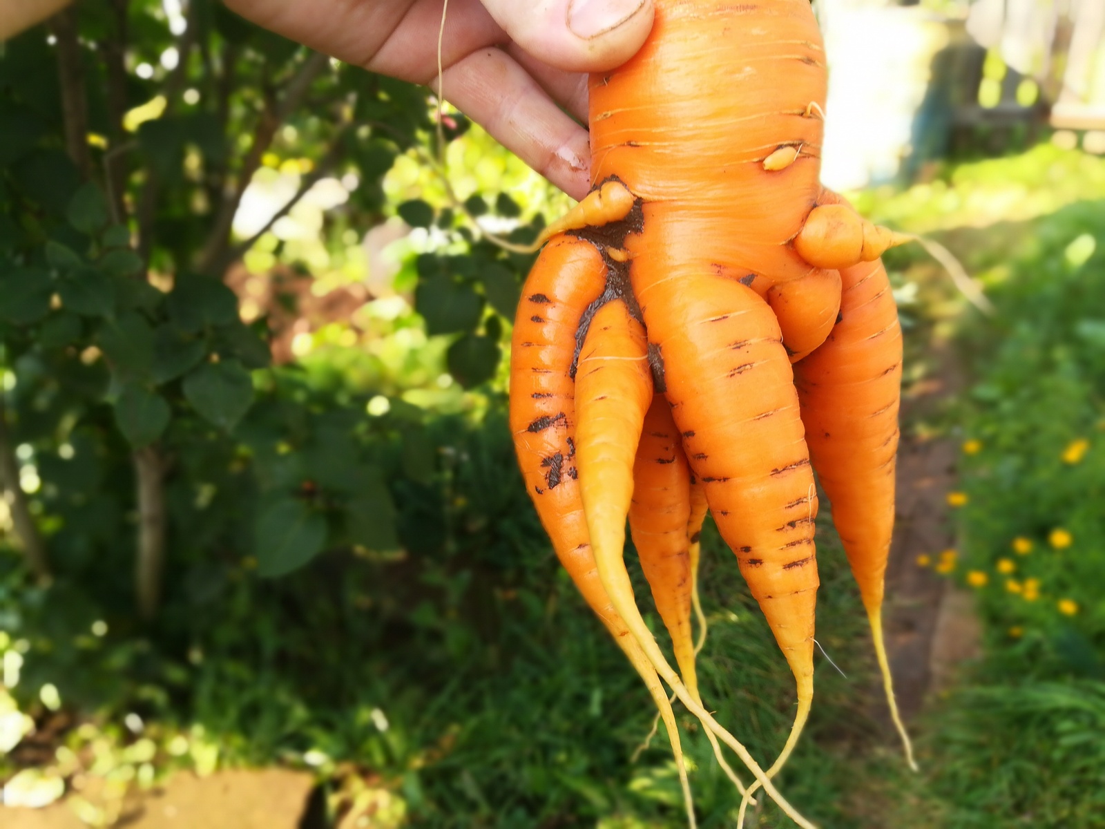 It seems to me that Cthulhu has revived in my garden. - My, Carrot, Harvest, Cthulhu, Similarity, Longpost