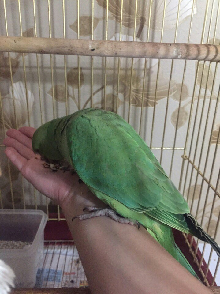 Necklace happiness - My, Necklace parrot, A parrot, Pets, Longpost