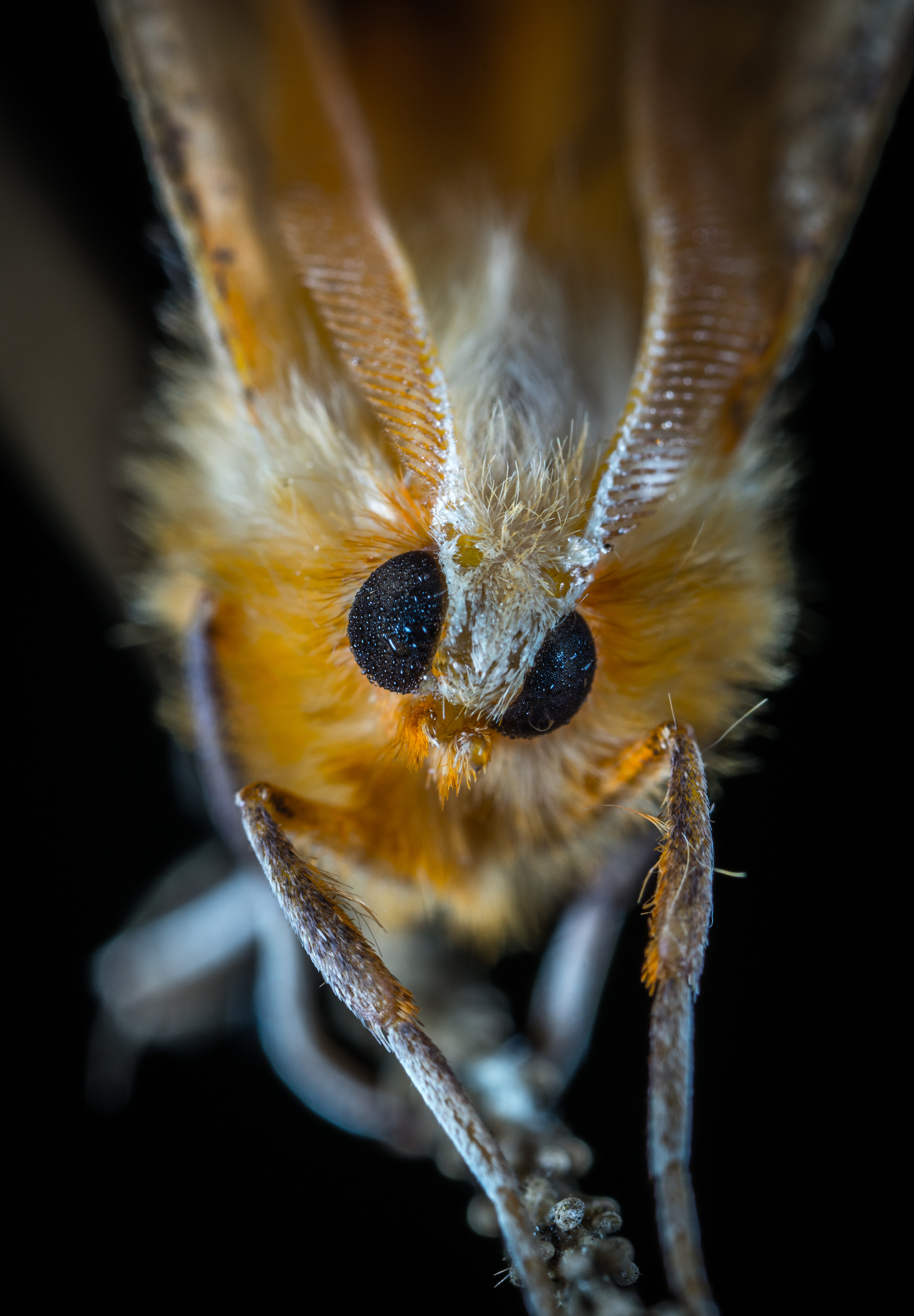 Butterfly - My, Macro, Insects, Butterfly, Mp-e 65 mm, Longpost, Macro photography