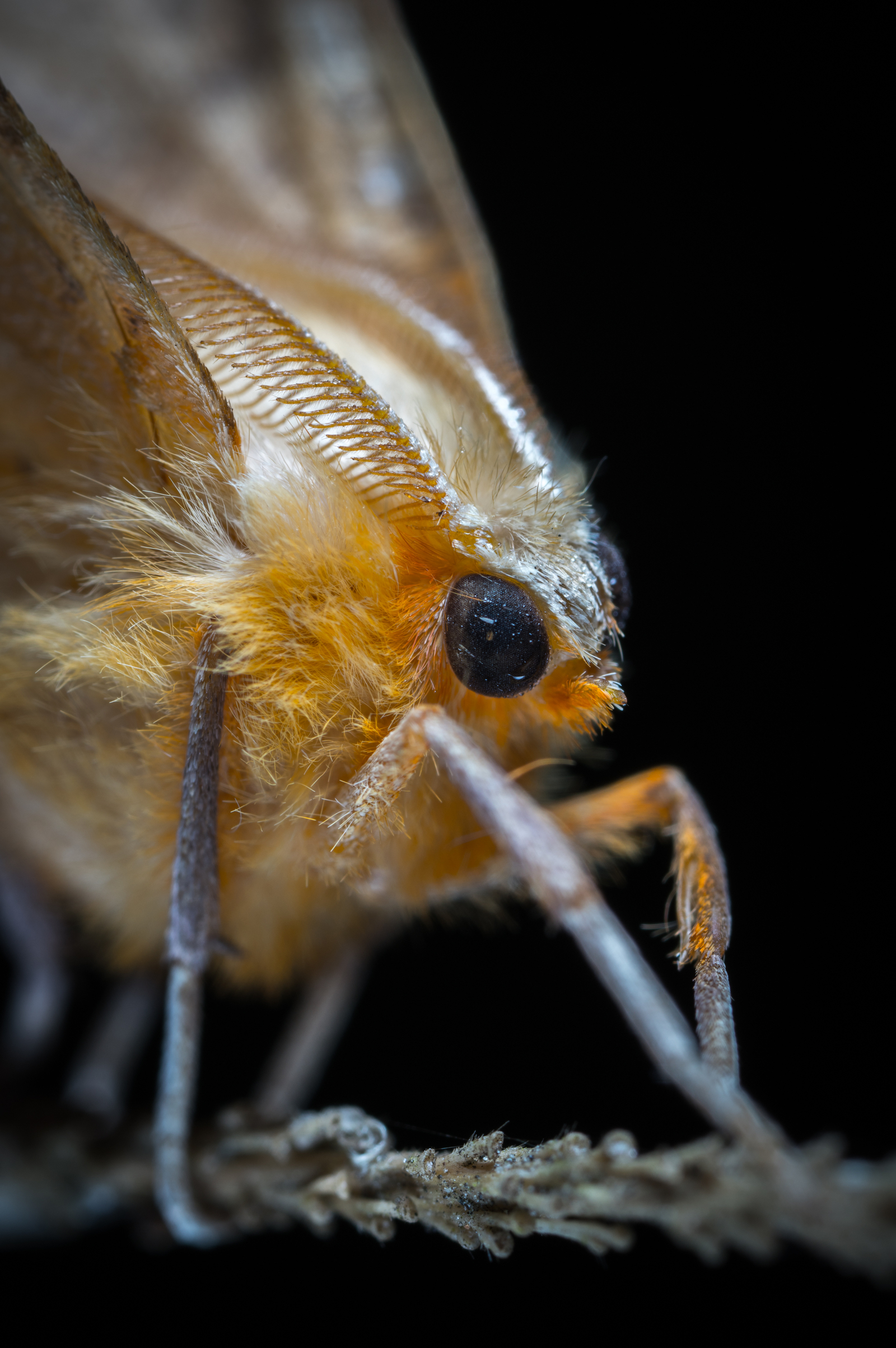 Butterfly - My, Macro, Insects, Butterfly, Mp-e 65 mm, Longpost, Macro photography