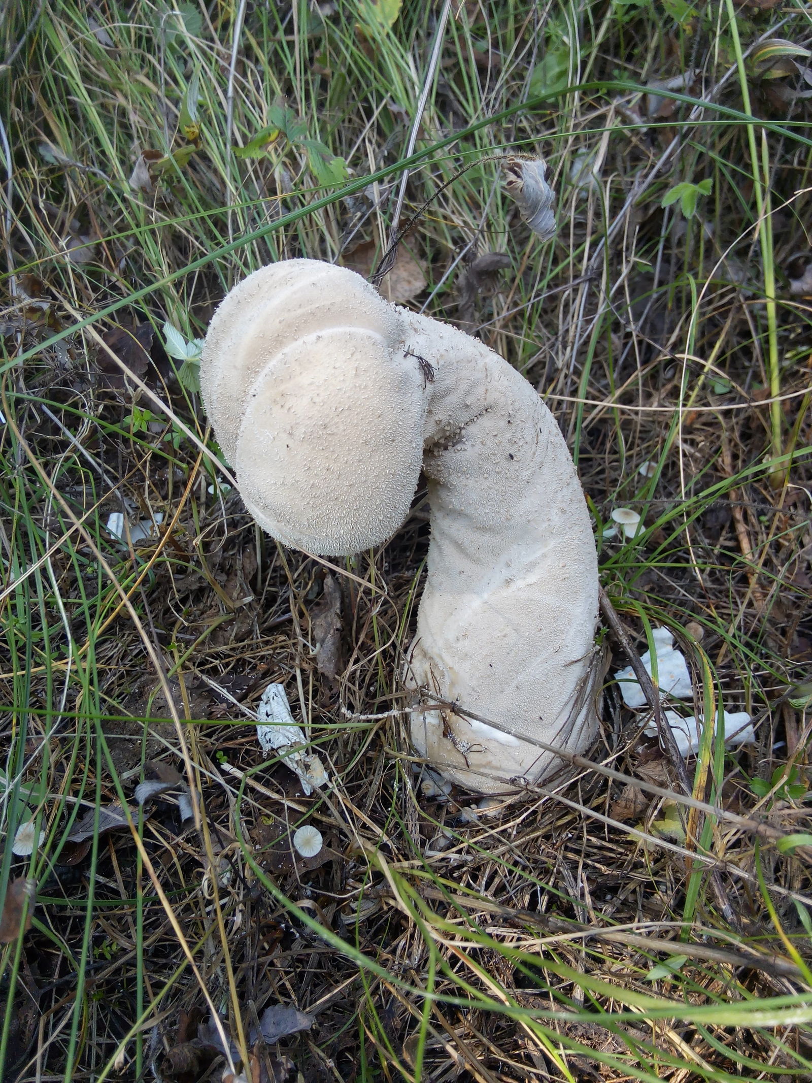 Went for mushrooms. - My, Mushrooms, Nature, Longpost