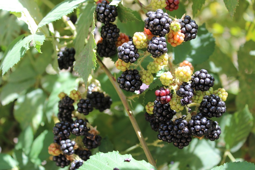 Future blackberry jam - My, Berries, Leaves, Nature