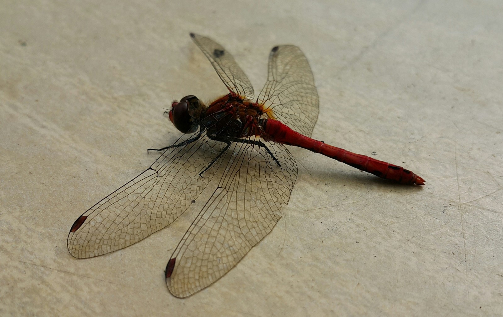 Got out to the country after a hard week - Dacha, cat, Redheads, Dragonfly, Longpost