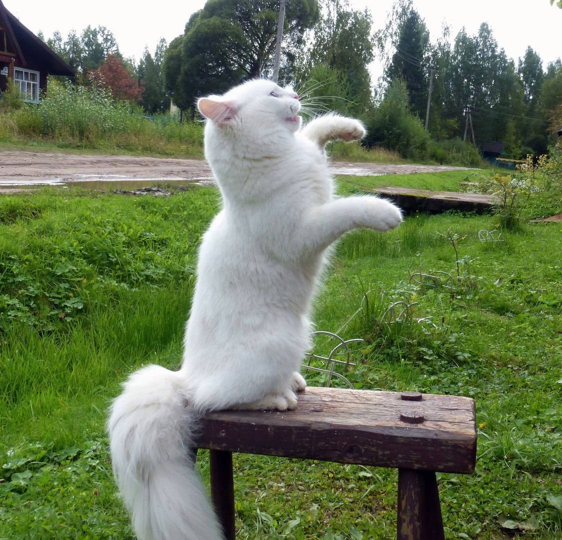 Fight against invisible force or rural ninja Petrovich - Petrovich, Alcohol, Invisible, The street, Village, cat, The photo