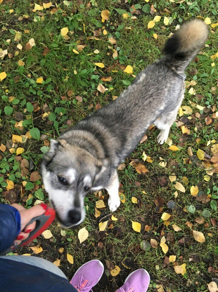 St. Petersburg. - My, Kindness, Dog, In good hands, Saint Petersburg, Longpost