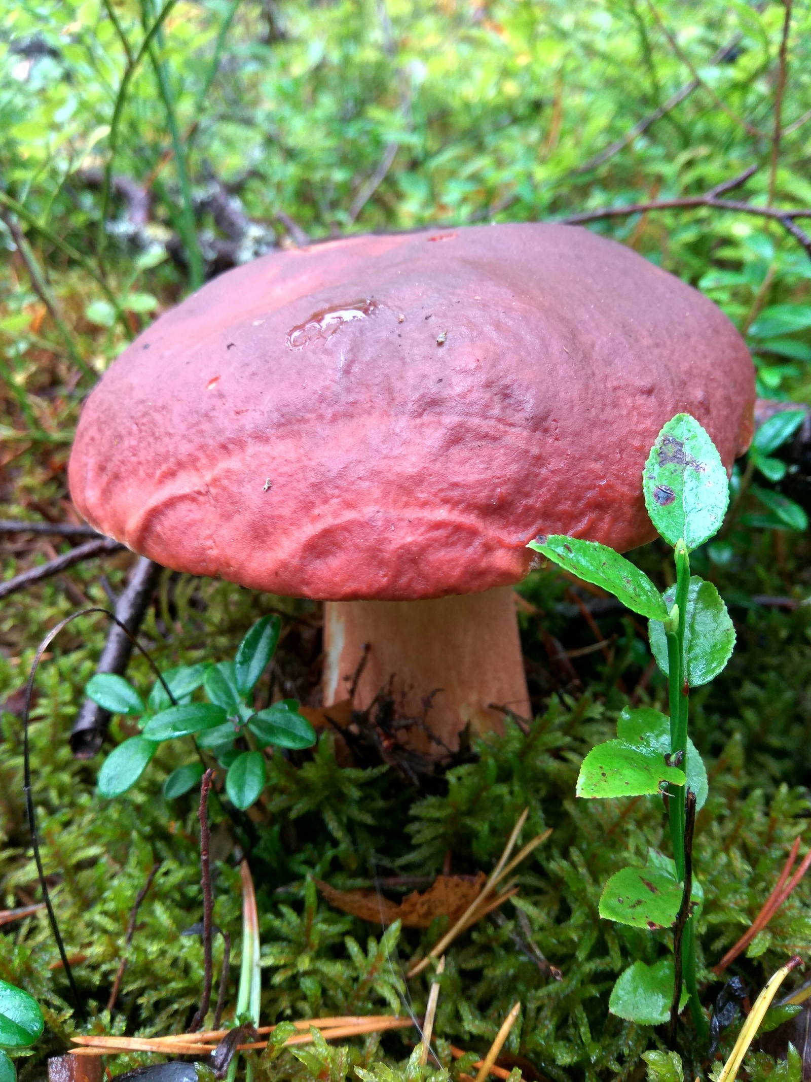 A downpour with hail is not a hindrance. - My, Mushrooms, Porcini, Boletus, Forest, Clean forest, , Nature, Longpost